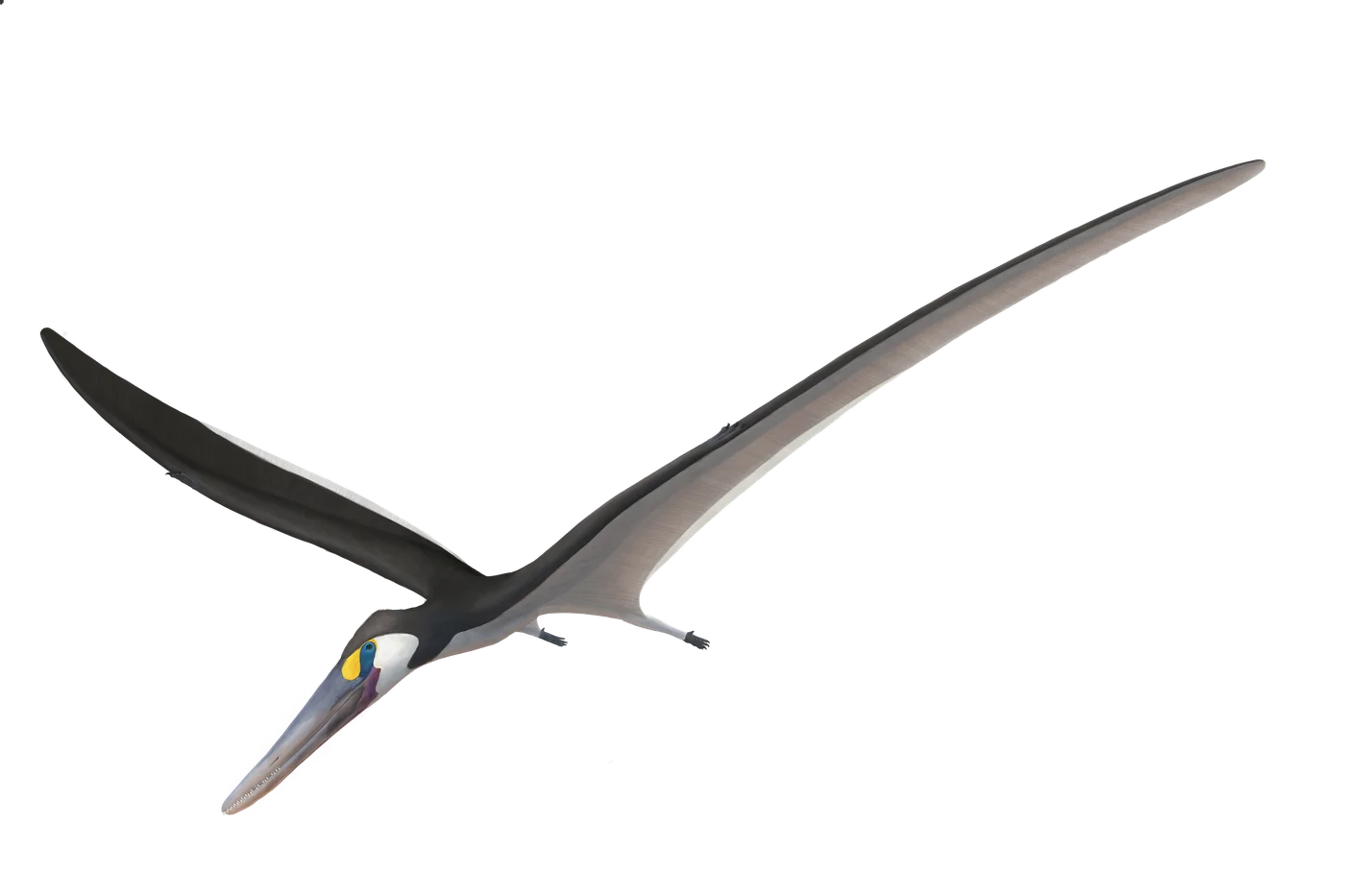 Nurhachius