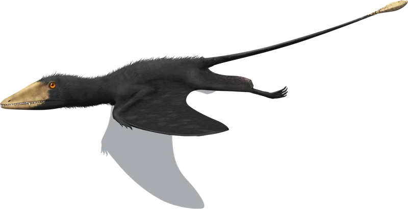 Preondactylus