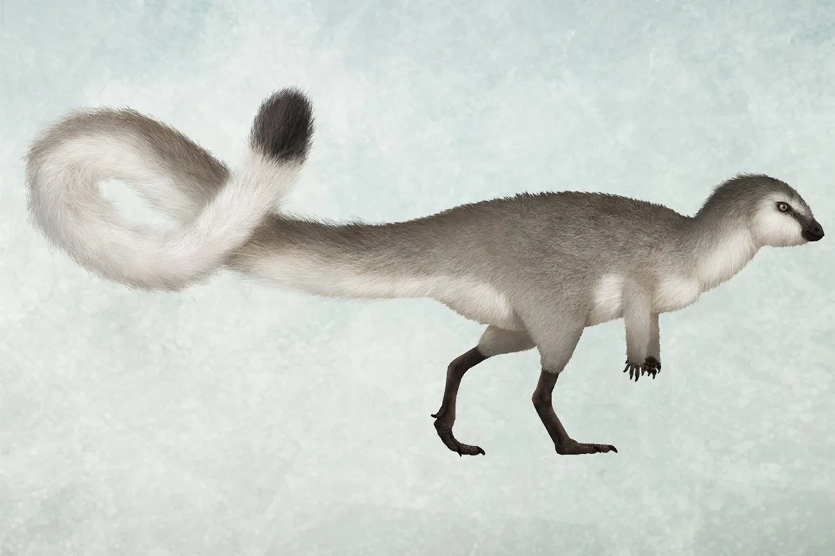 Leaellynasaura amicagraphica