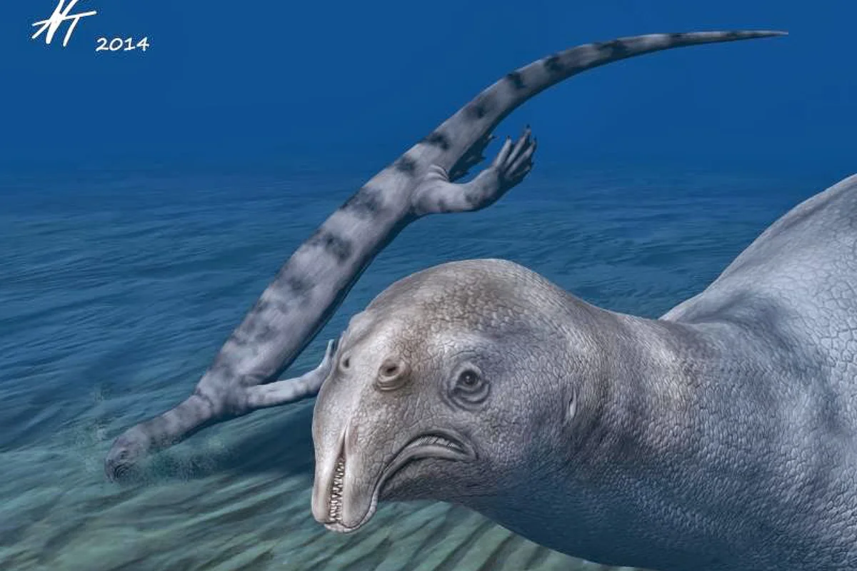 Older, outdated view of Atopodentatus