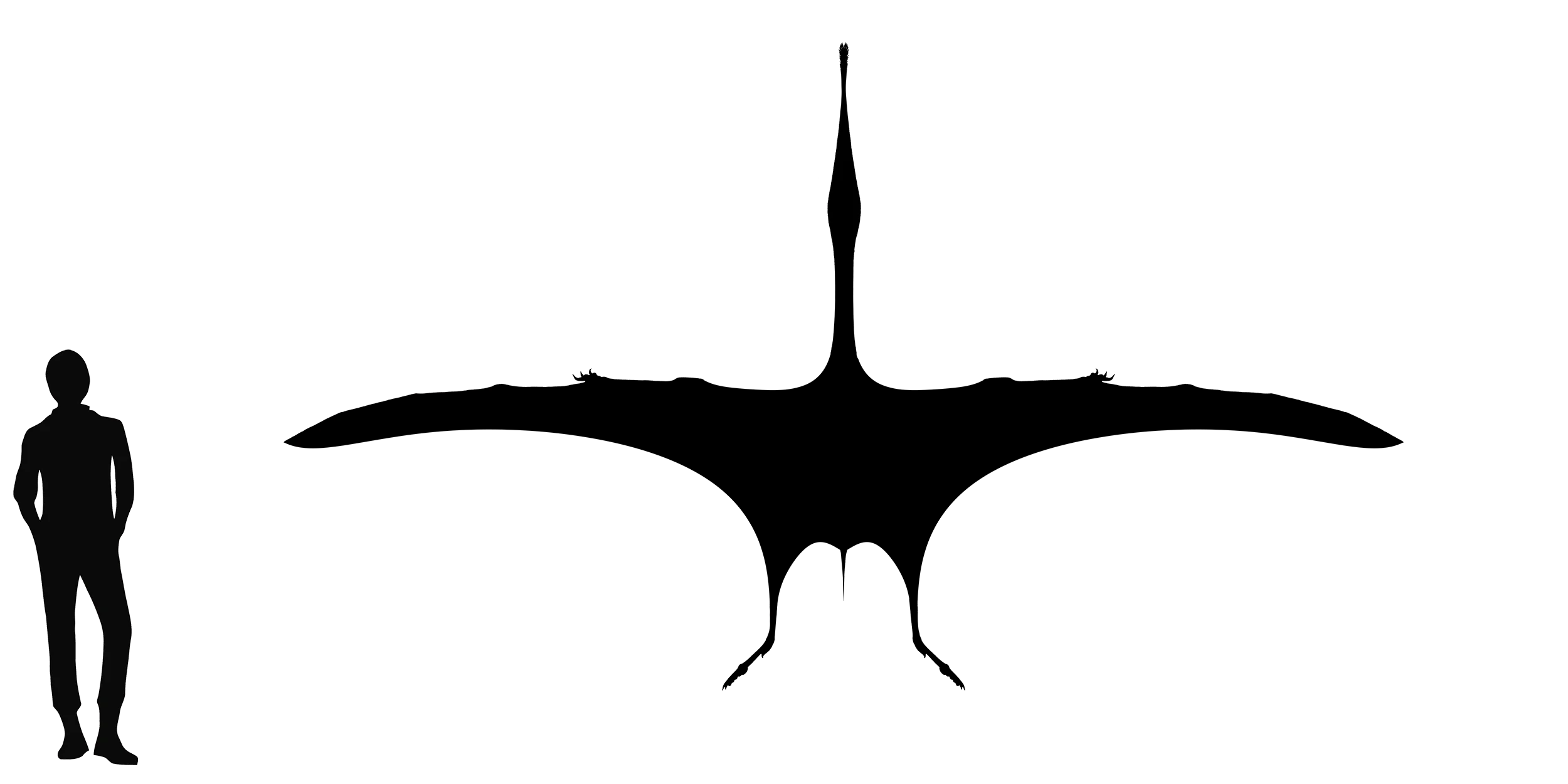 Moganopterus wingspan comparison