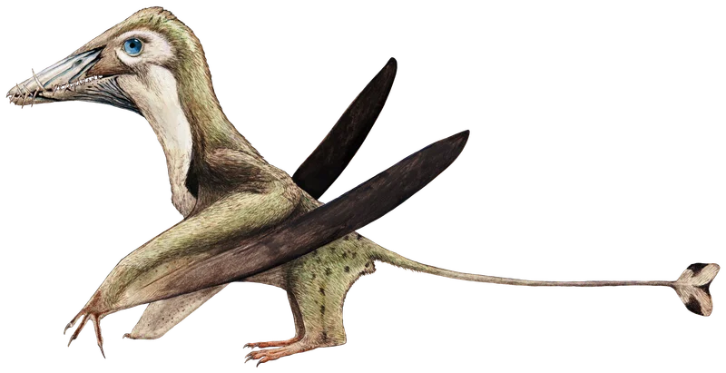 Dorygnathus