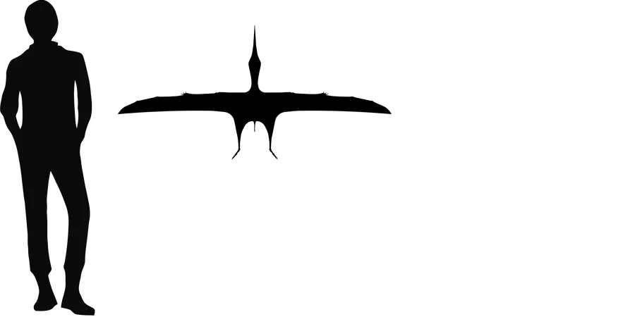 Eoazhdarcho wingspan comparison