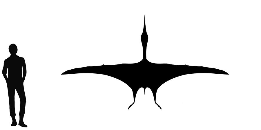 Montanazhdarcho wingspan comparison