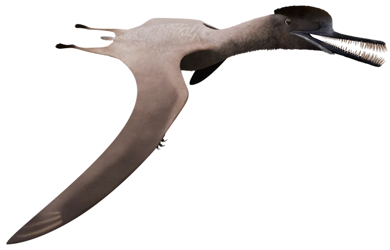 Boreopterus