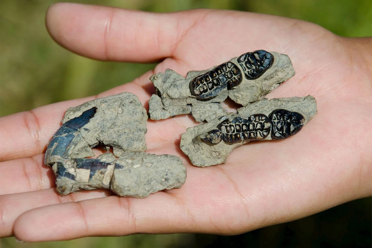 Kimbetopsalis Fossil