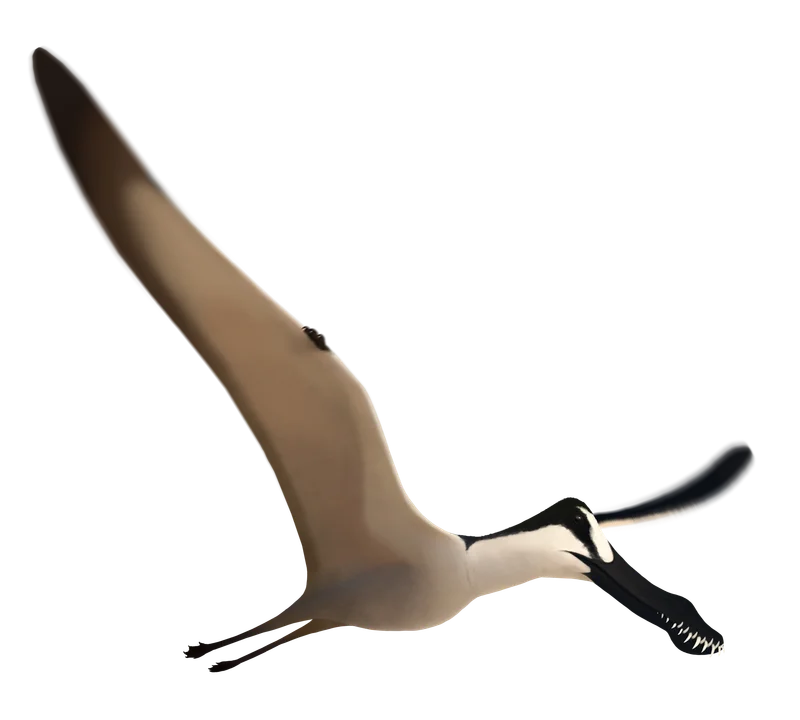 Araripesaurus