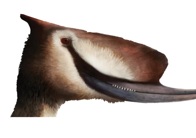 Jaws of a shellfish eaters pterosaur