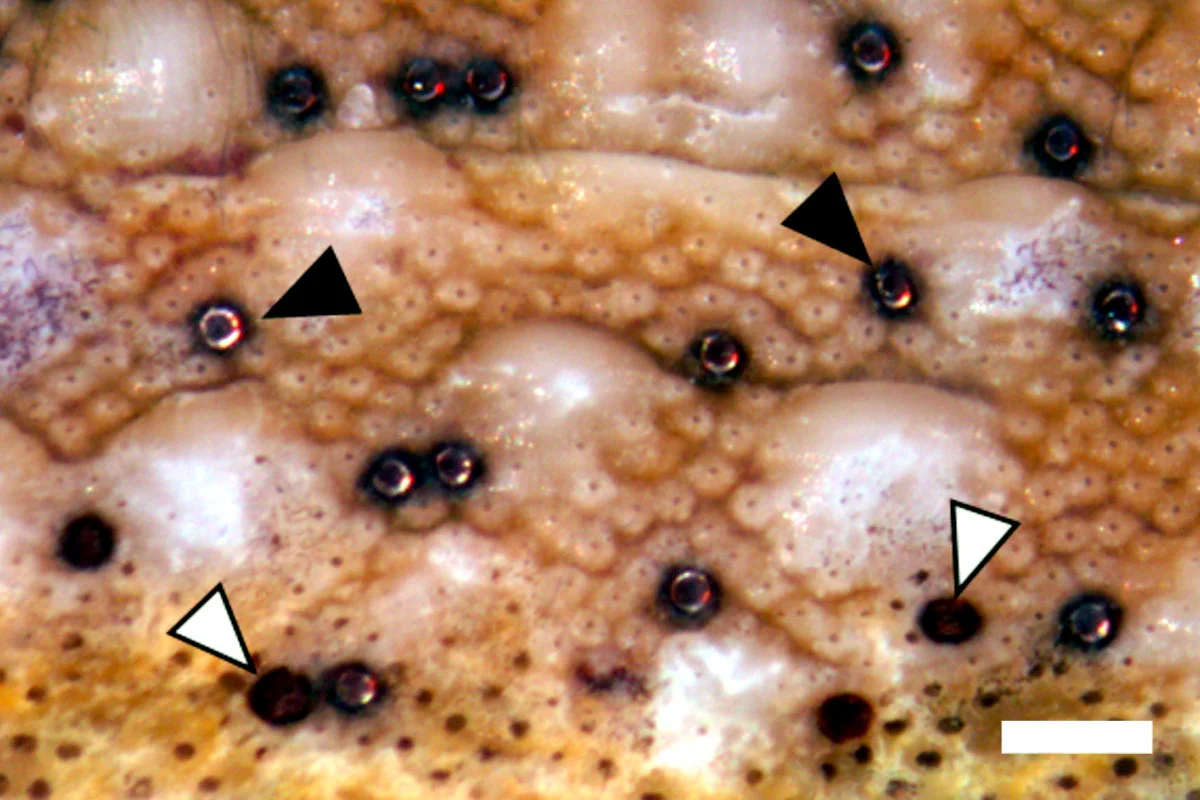 The eyes of the chiton Acanthopleura granulata