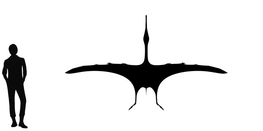 Feilongus wingspan comparison