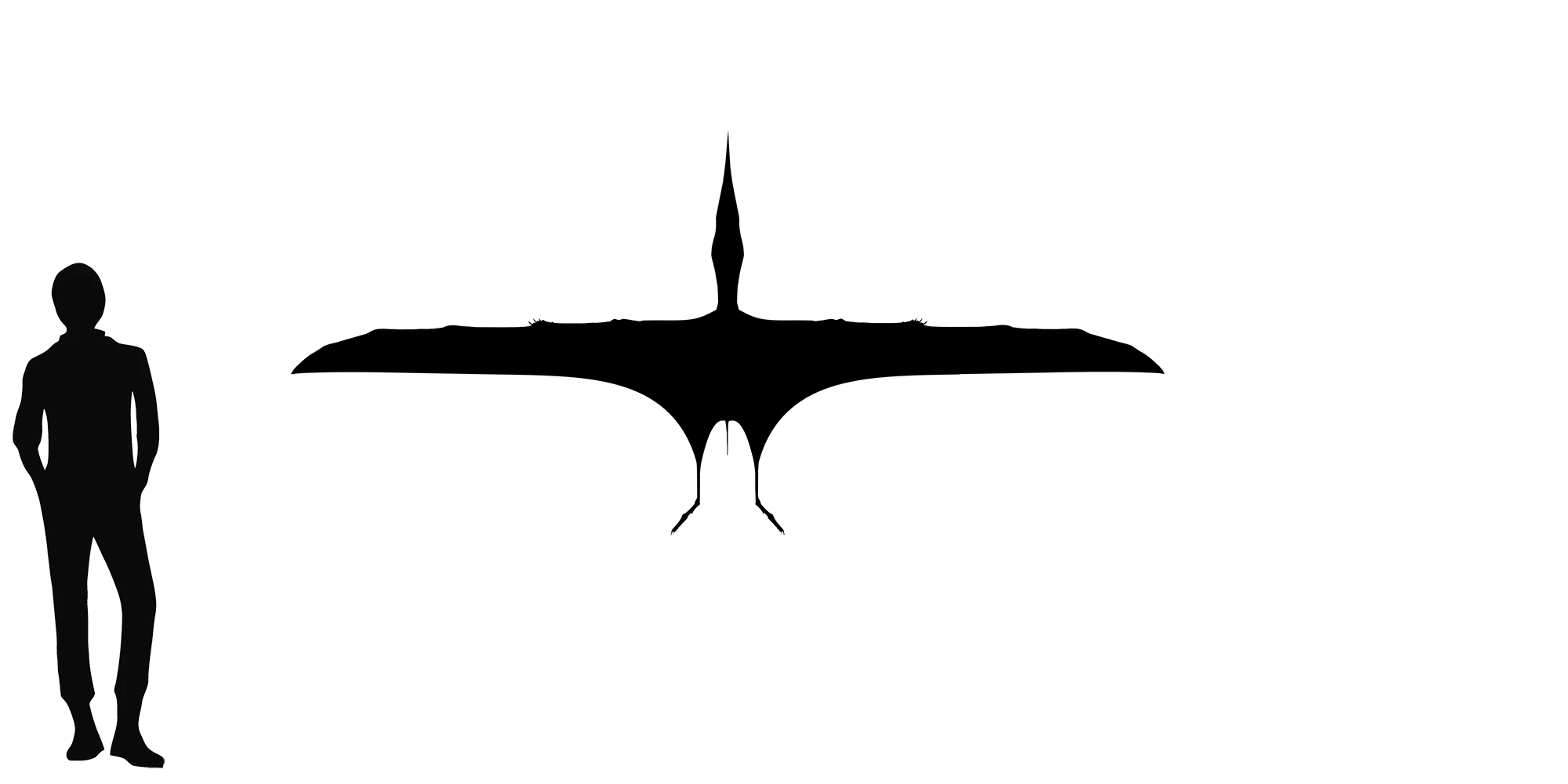 Dsungaripterus wingspan comparison