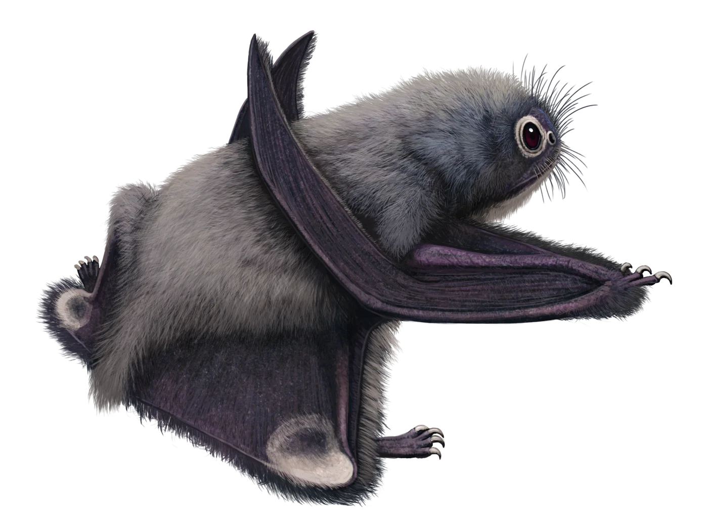 Anurognathus