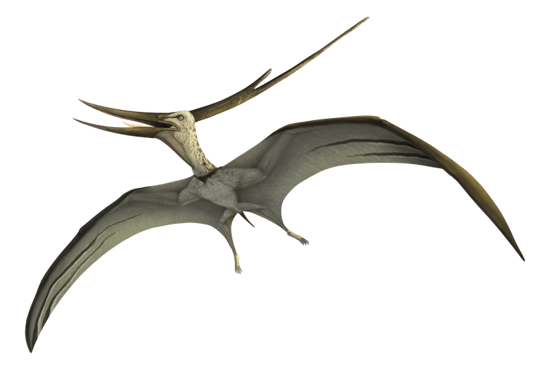 Barbaridactylus