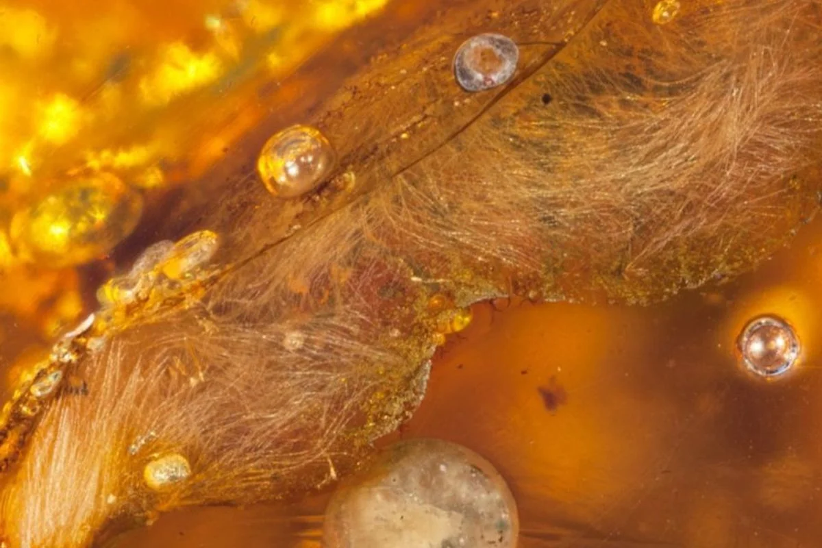 Close-up of skin flap with feathers