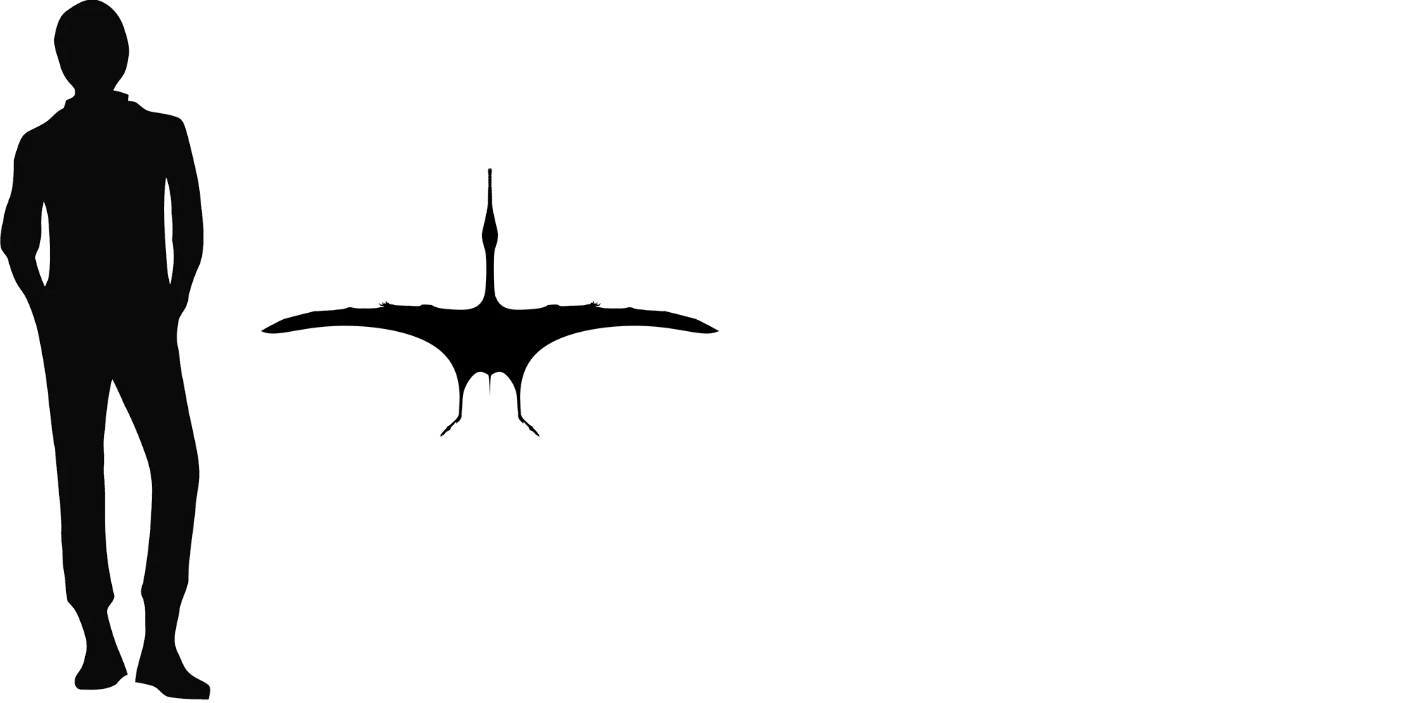 Beipiaopterus wingspan comparison