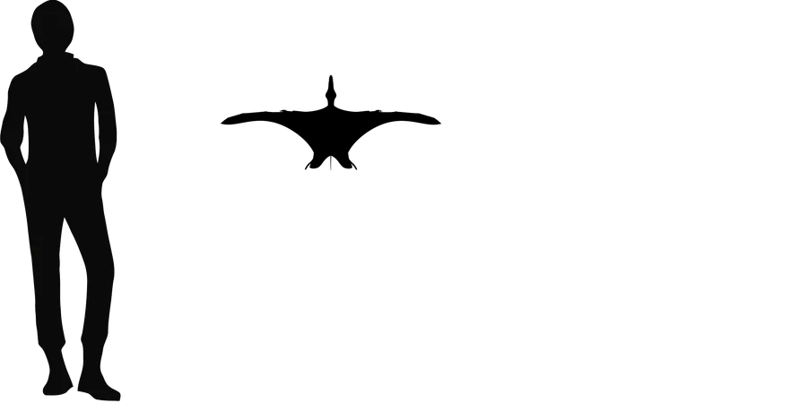 Jianchangnathus wingspan comparison