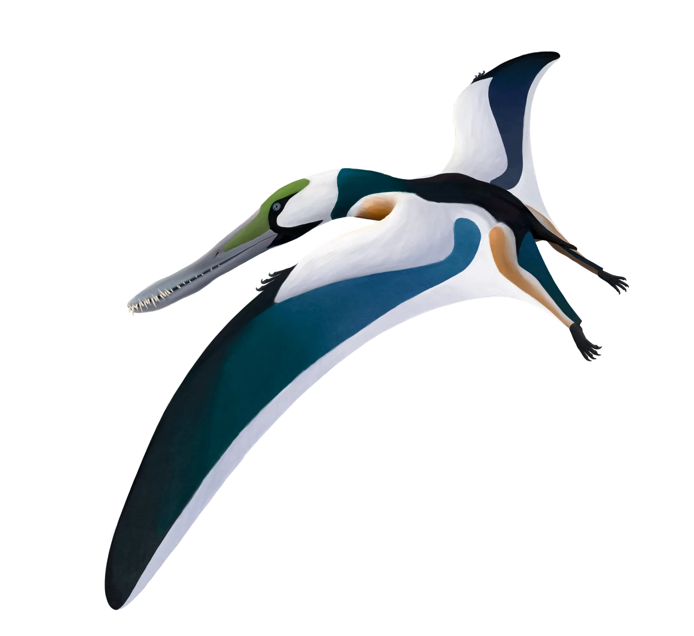 Cearadactylus