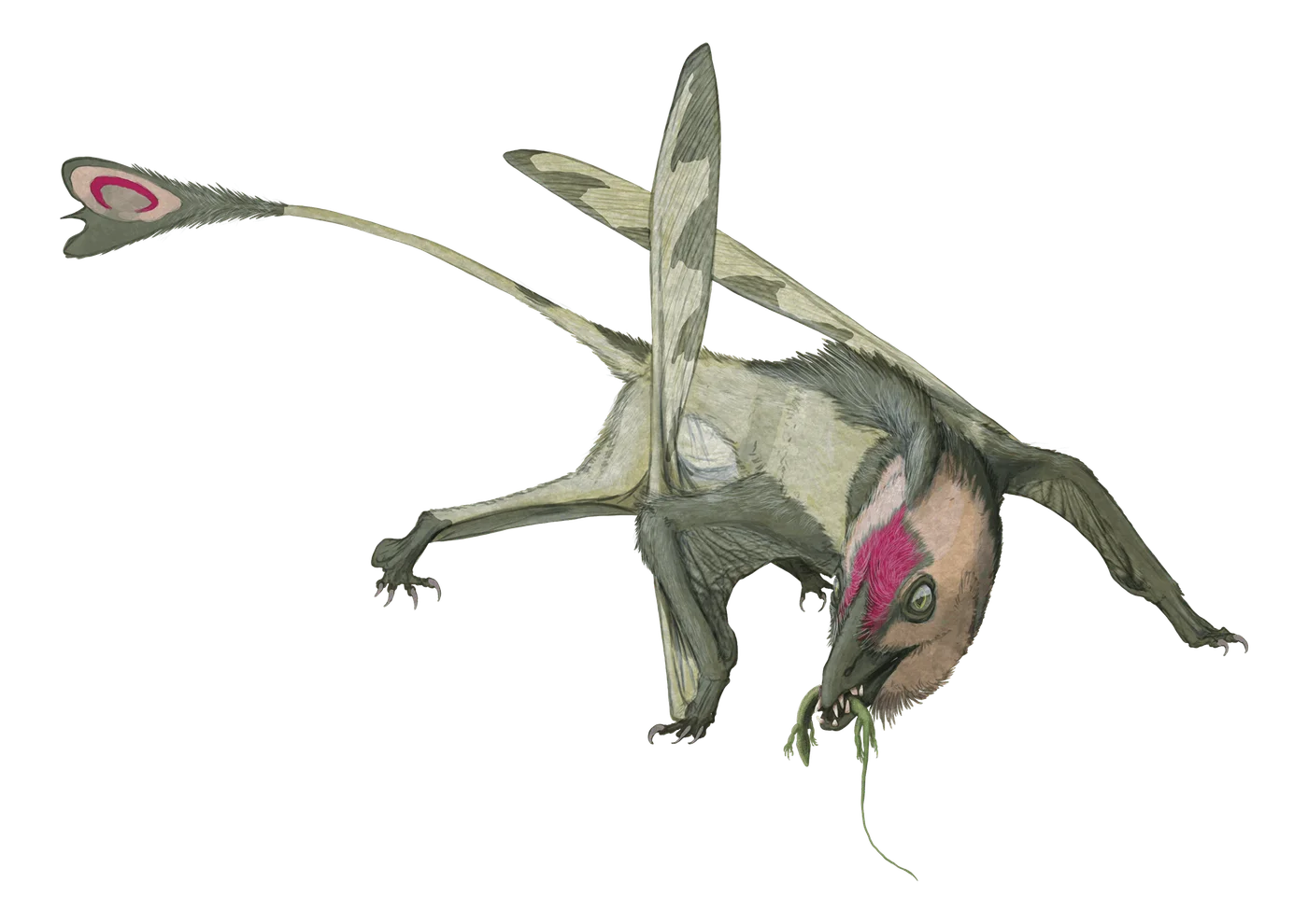Carniadactylus