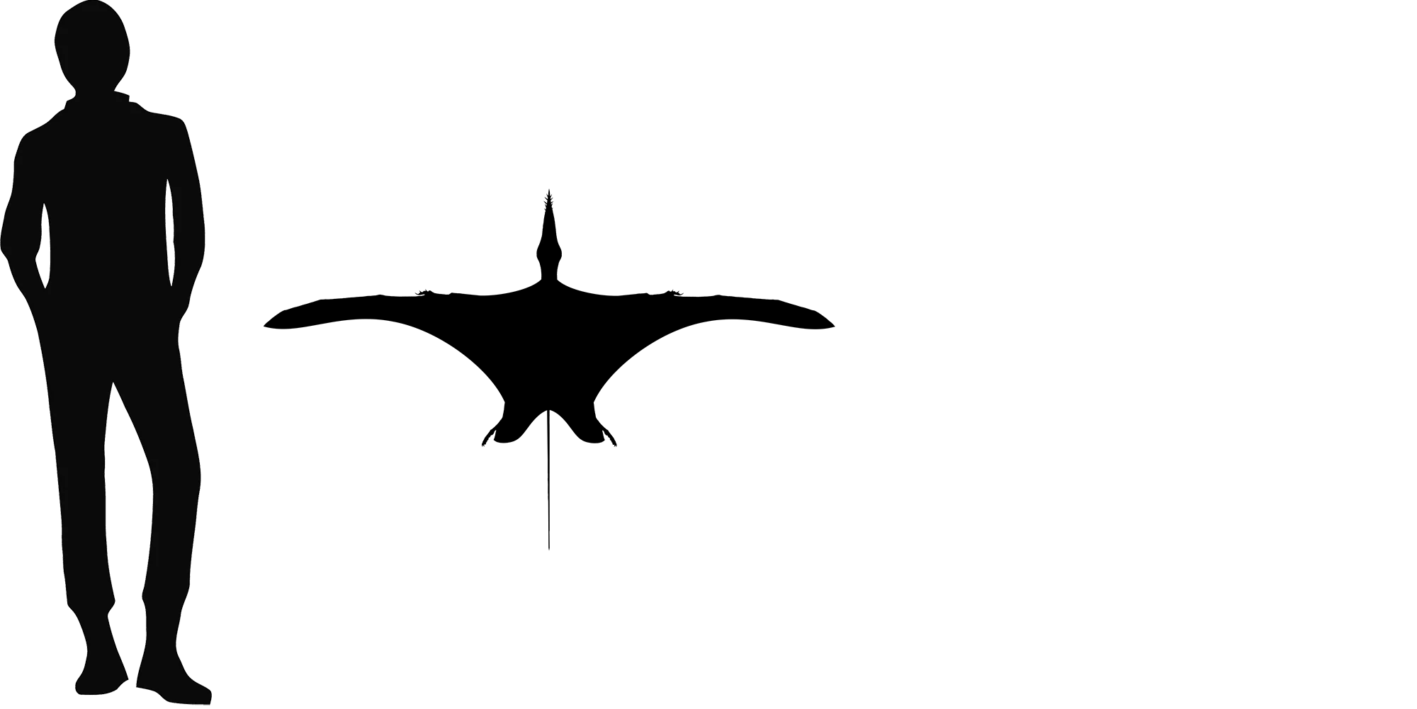 Rhamphinion wingspan comparison