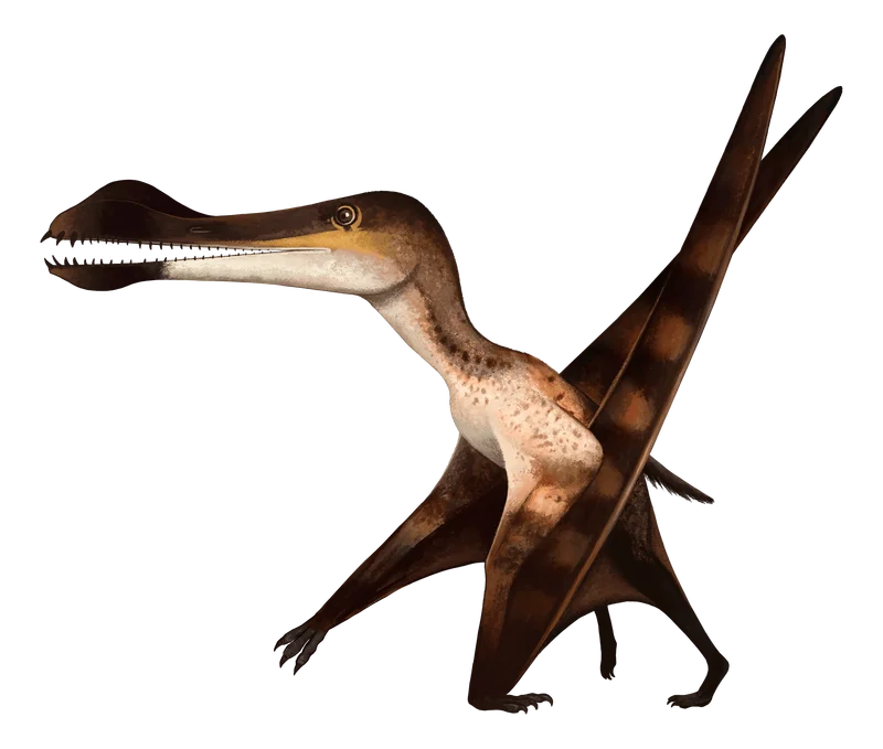 Coloborhynchus