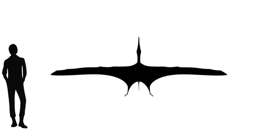 Hamipterus wingspan comparison