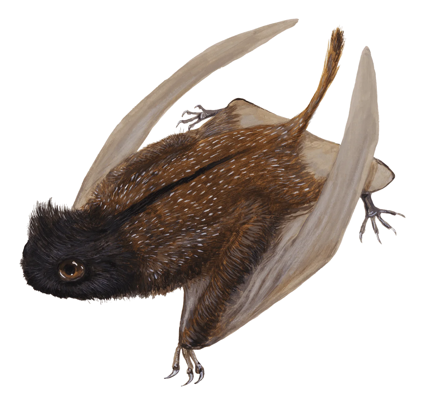 Luopterus