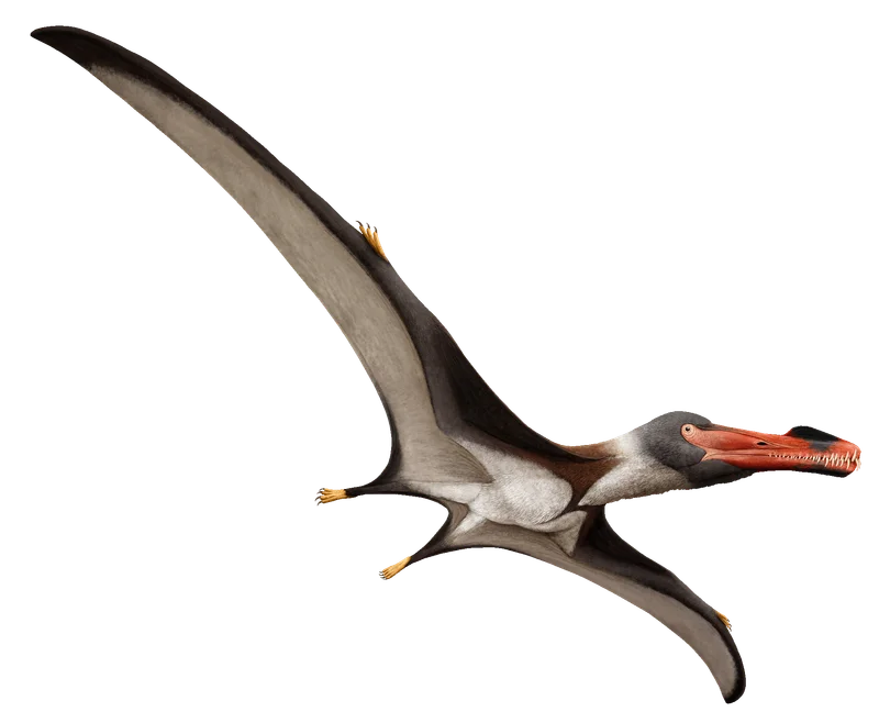 Illustration of Aerodraco