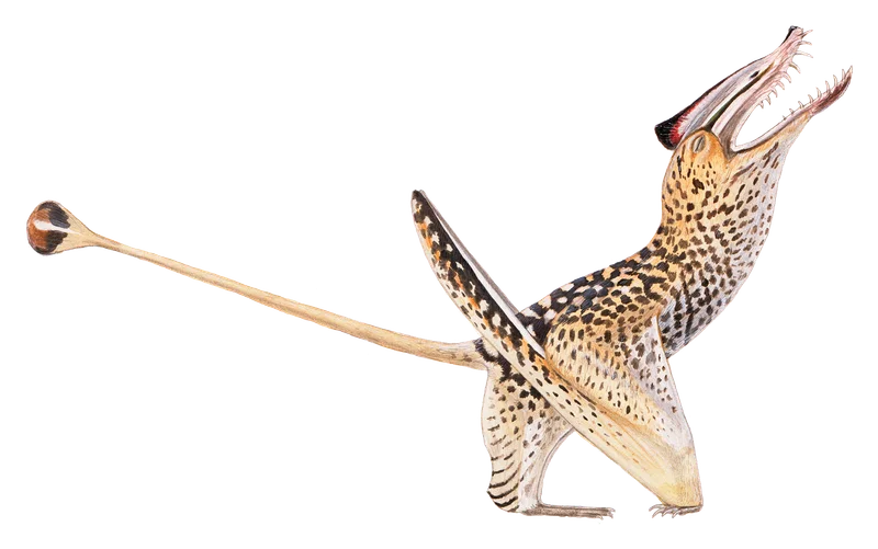 Sericipterus