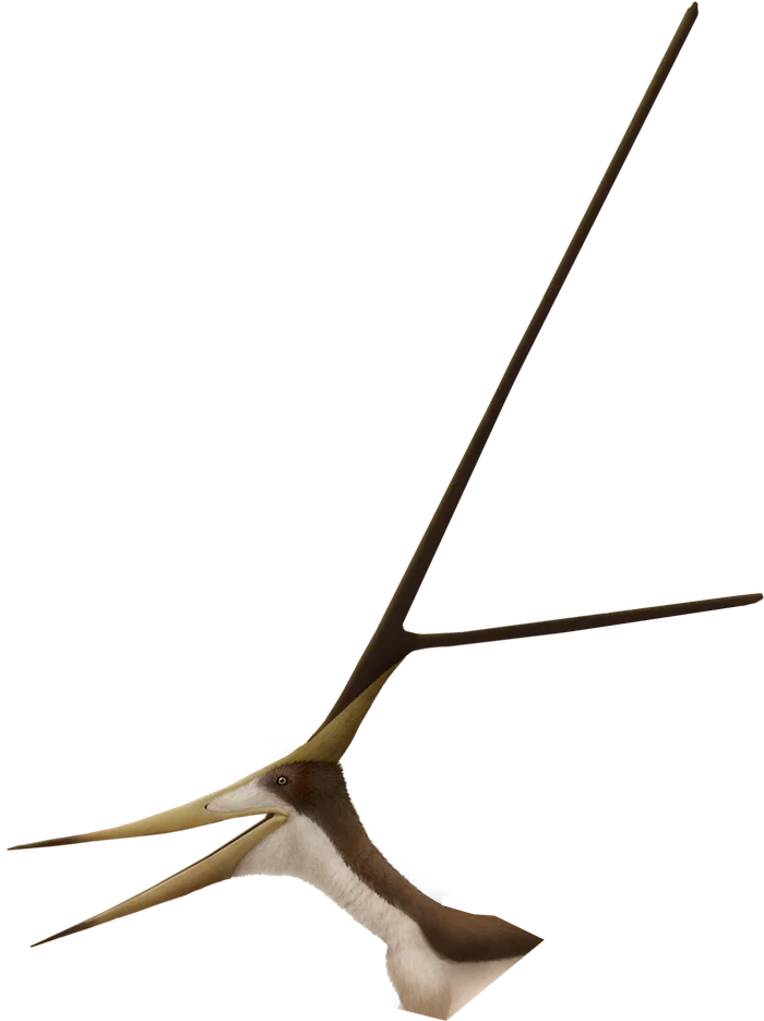Nyctosaurus head and crest