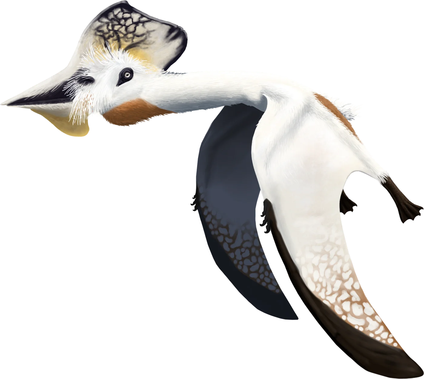Bennettazhia