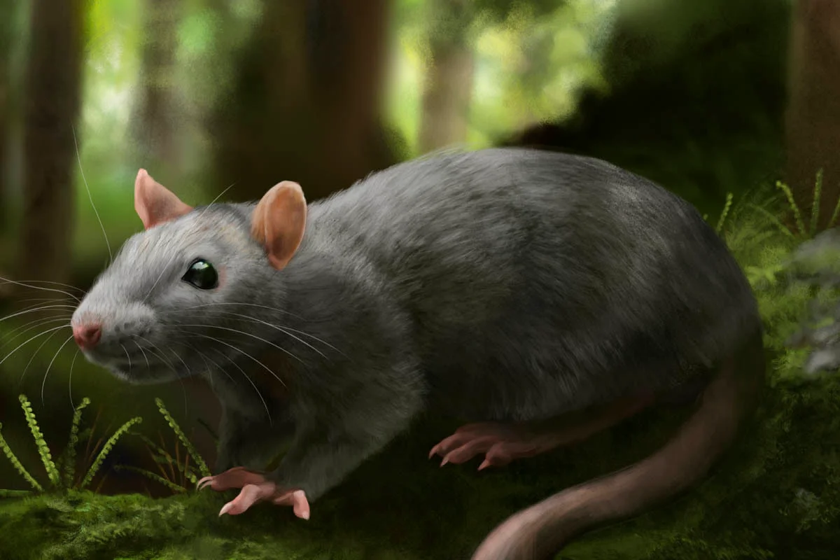 Reconstruction of the extinct rat