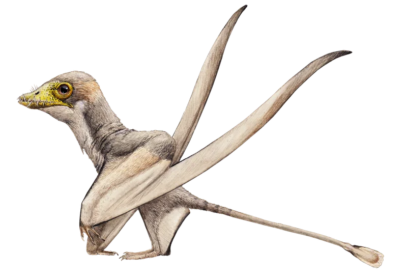Bellubrunnus