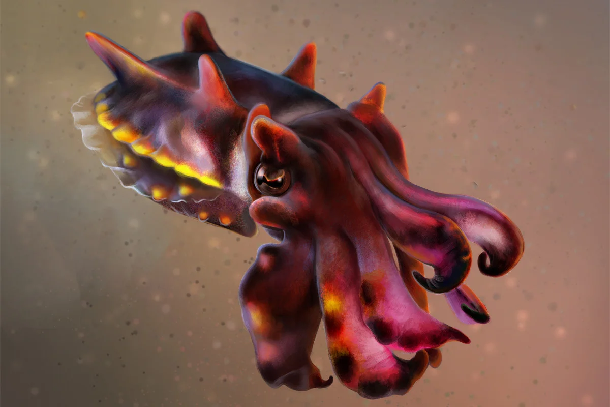 Metasepia pfefferi / flamboyant cuttlefish