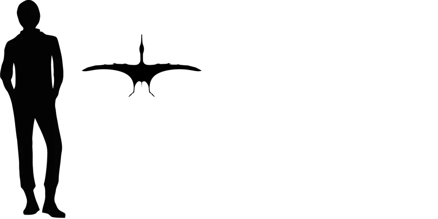 Pterodactylus wingspan comparison