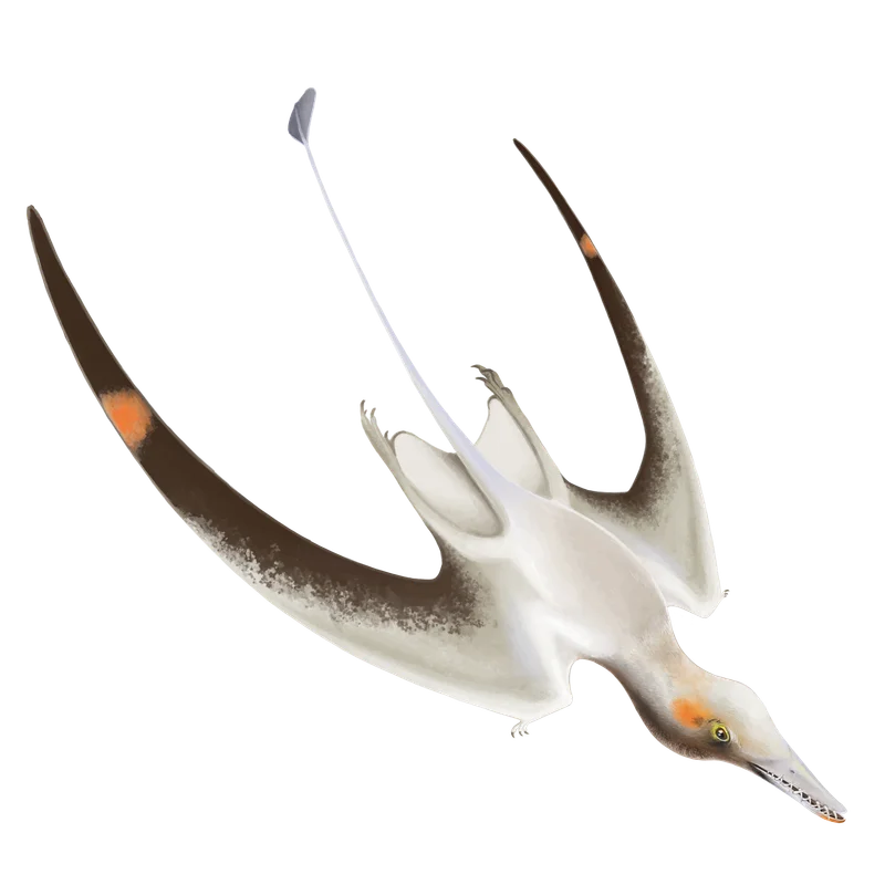 Cacibupteryx