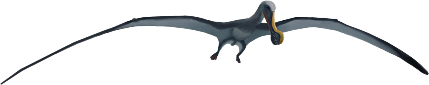 Anhanguera