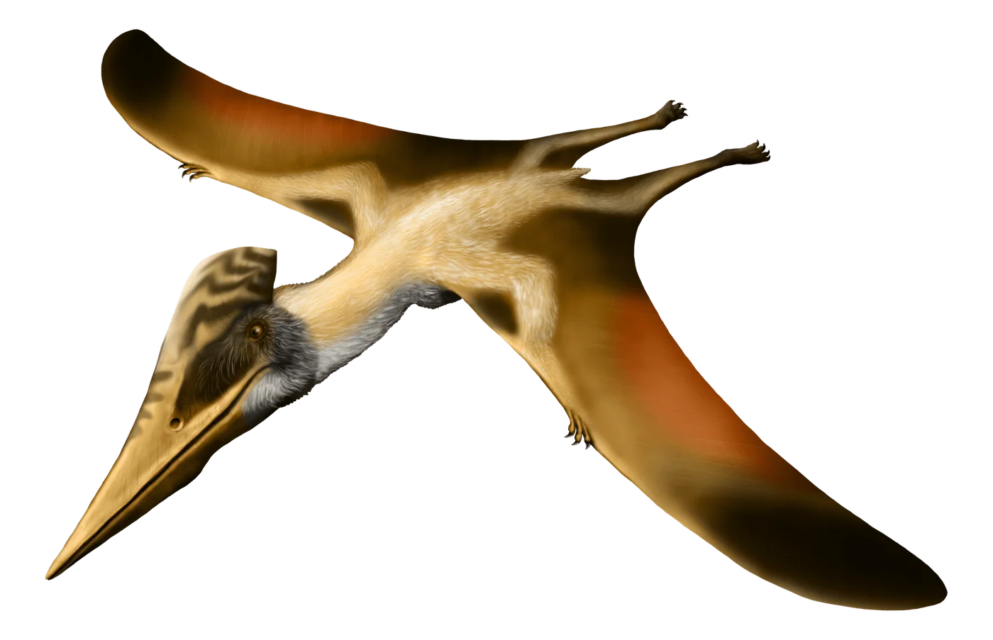 Ornithostoma