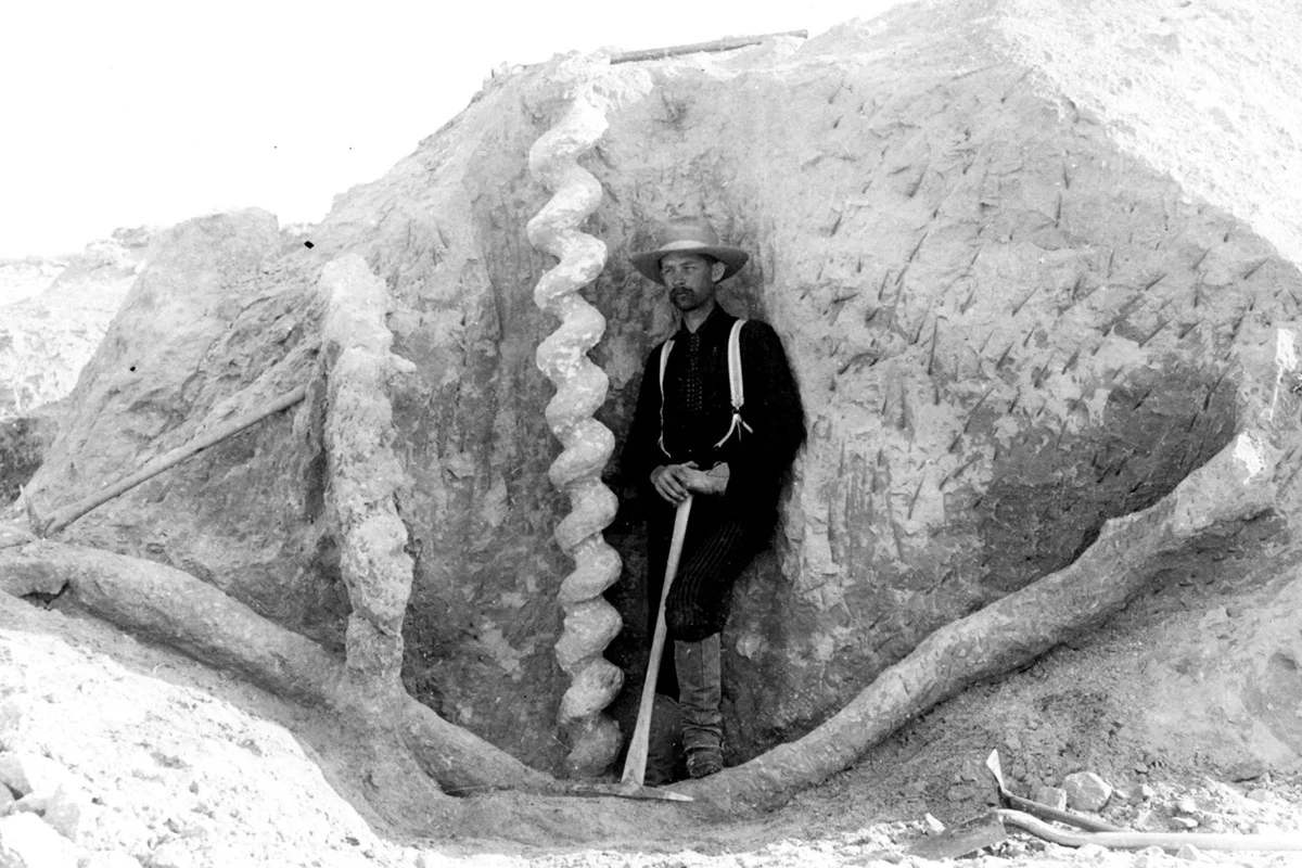 Old photo of a Daemonelix