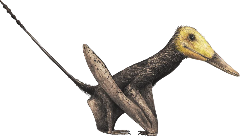Changchengopterus