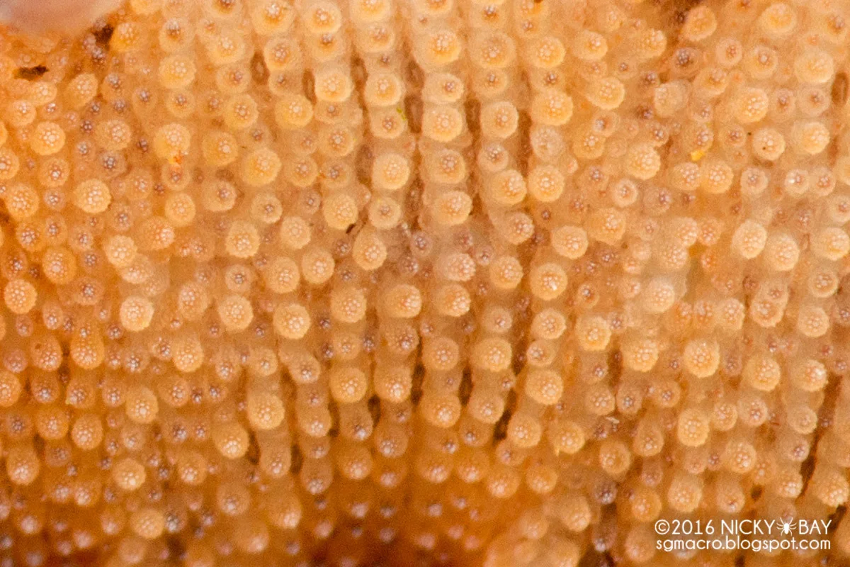 Underside shot of Eoperipatus sumatranus