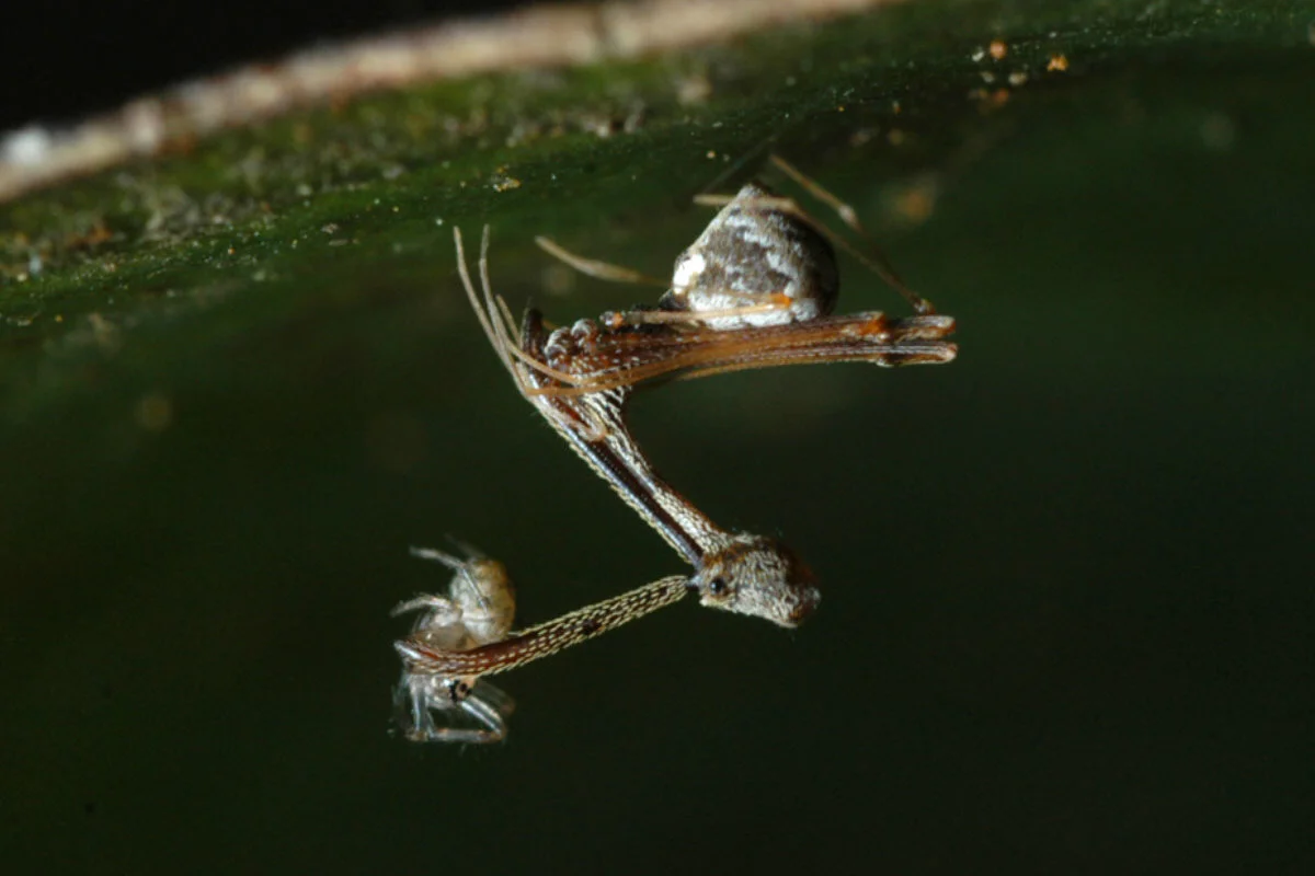 Eriauchenius gracilicollis