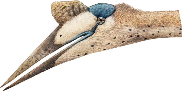 Quetzalcoatlus head and crest