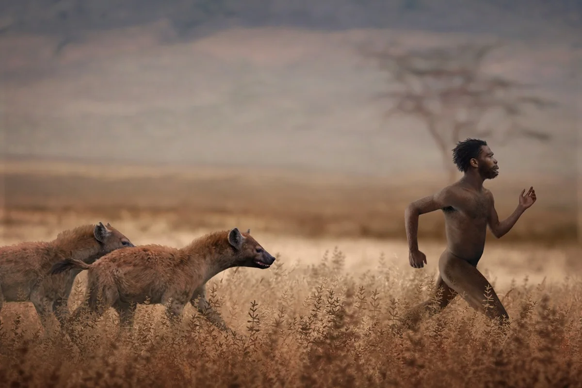 Hyenas versus hominin