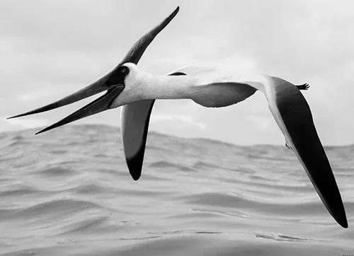 What is a pterosaur?
