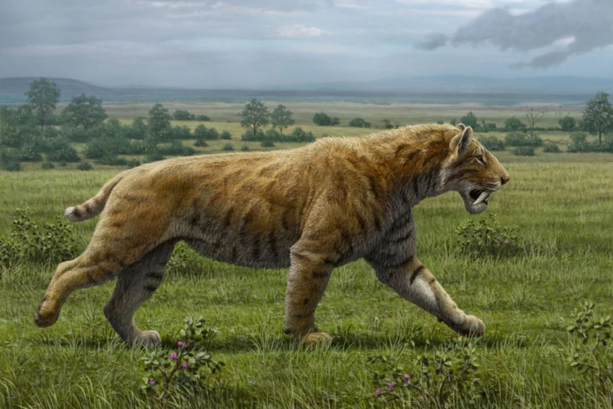 Smilodon populator