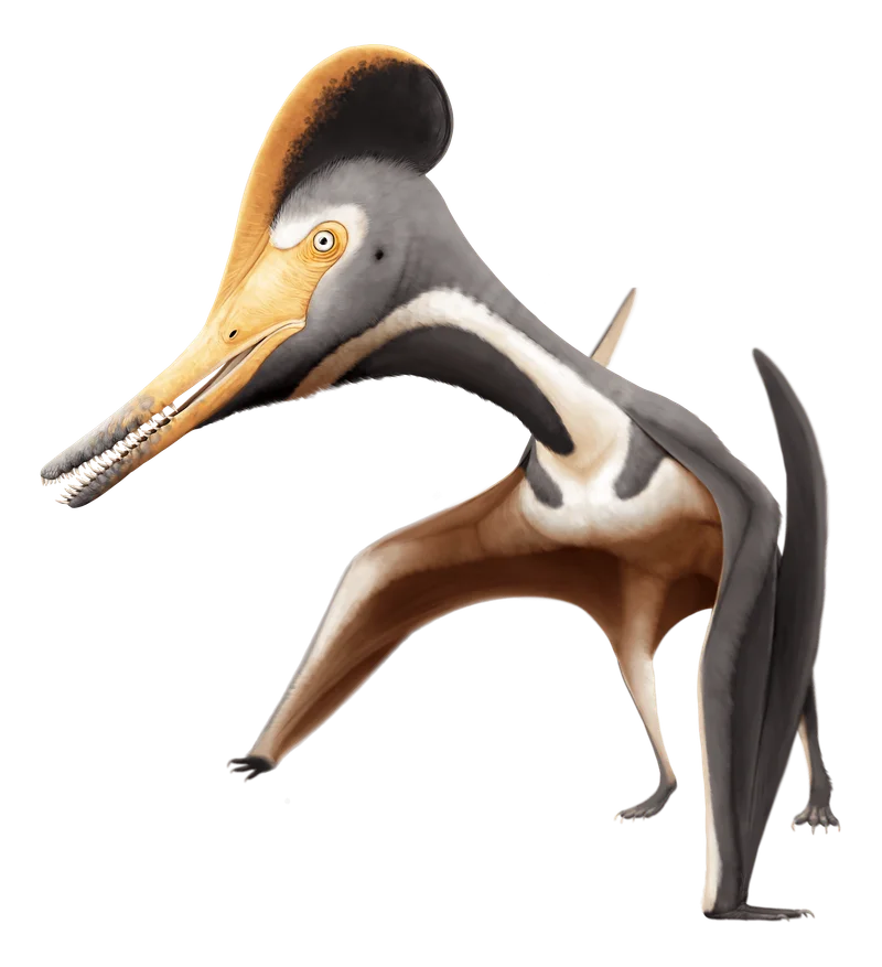 Diopecephalus