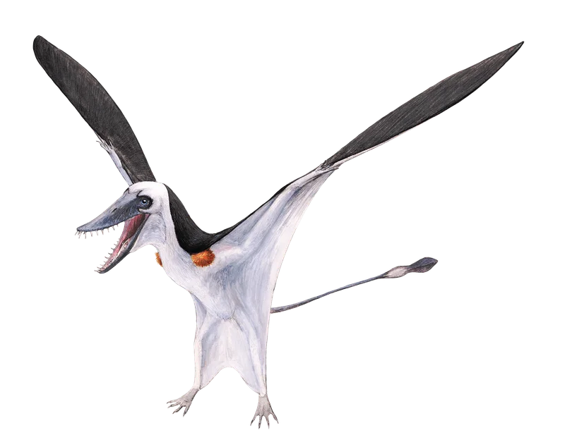 Parapsicephalus