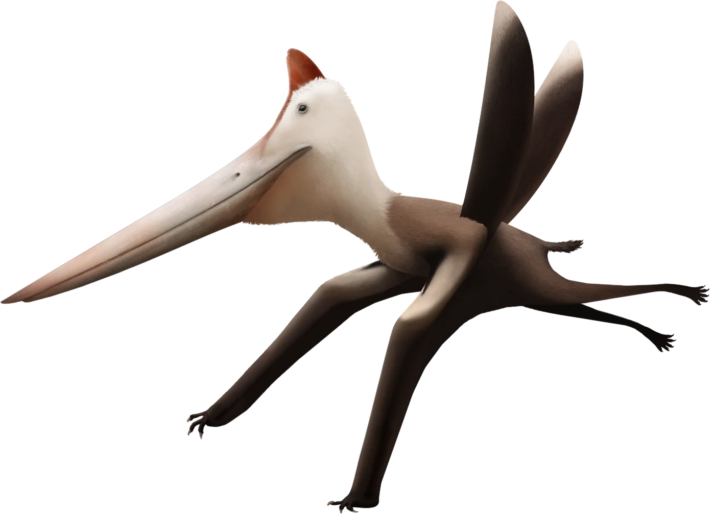 Dawndraco