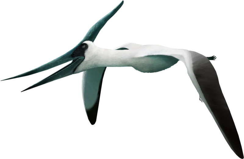 Pteranodon