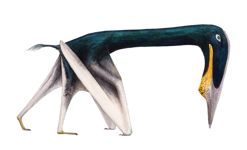 Argentinadraco